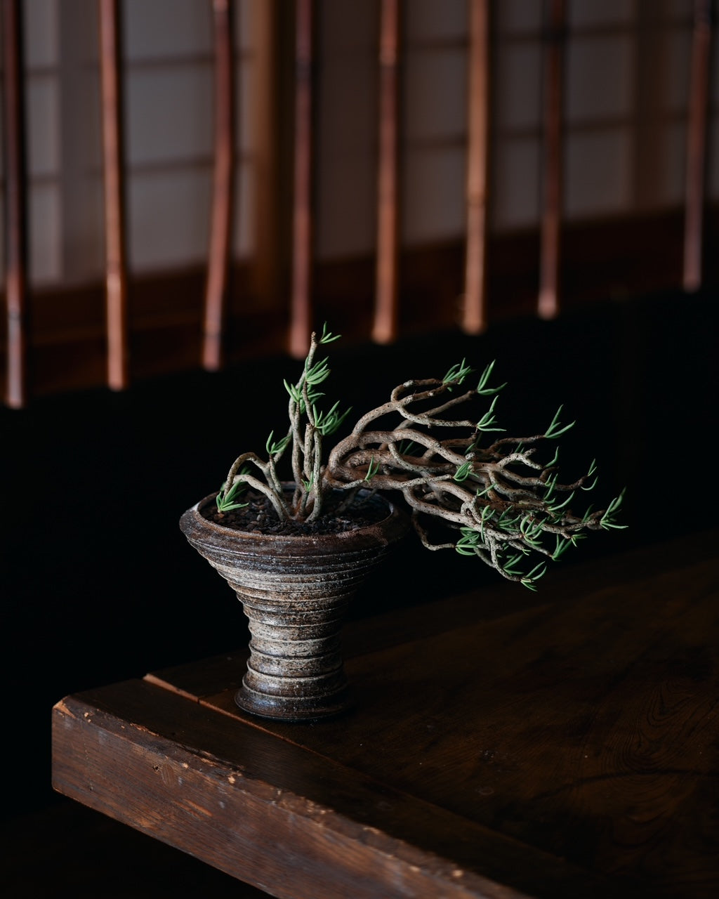 森川 裕也 – Re / ST - plants & pottery -