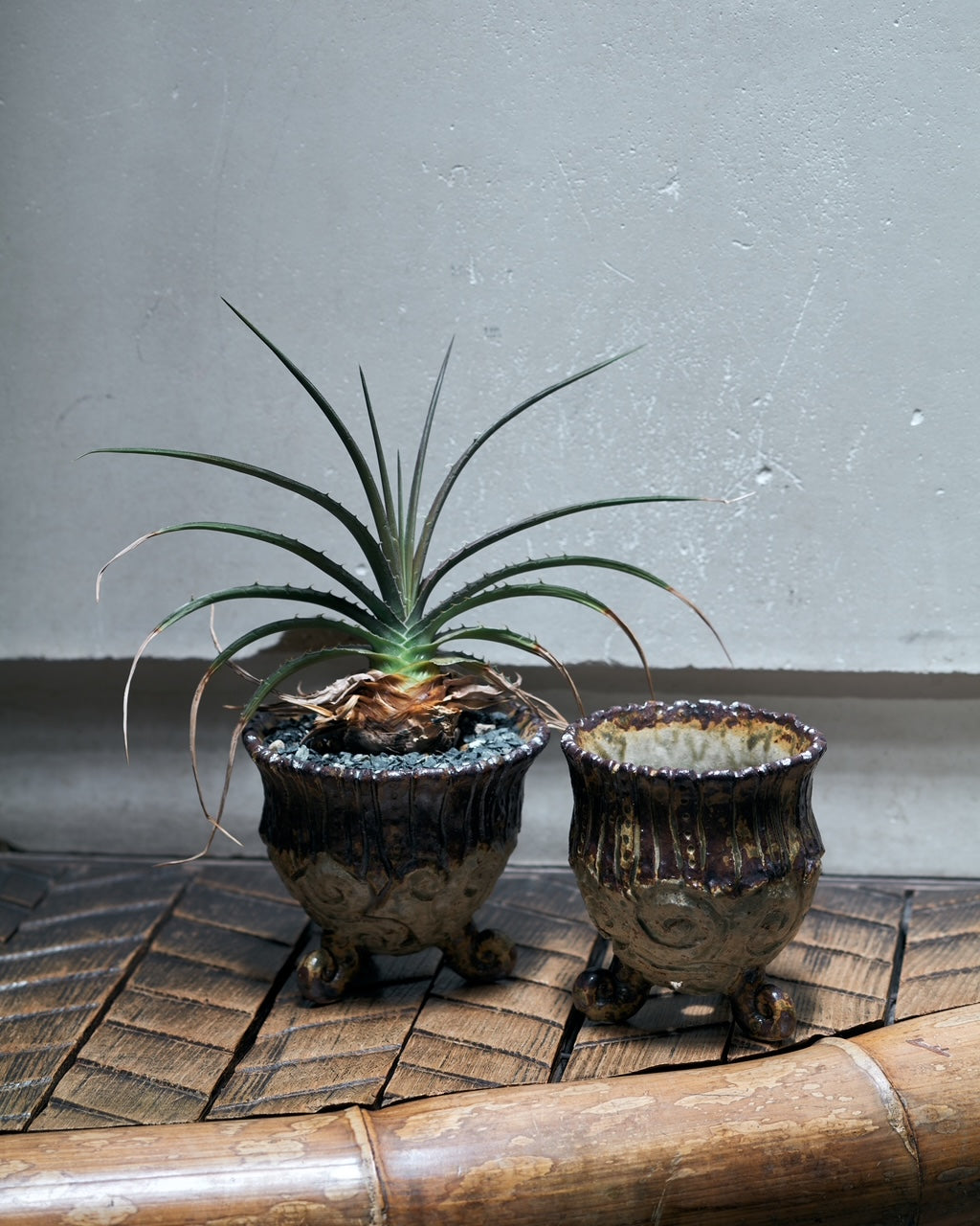 コレクション – Re / ST - plants & pottery -