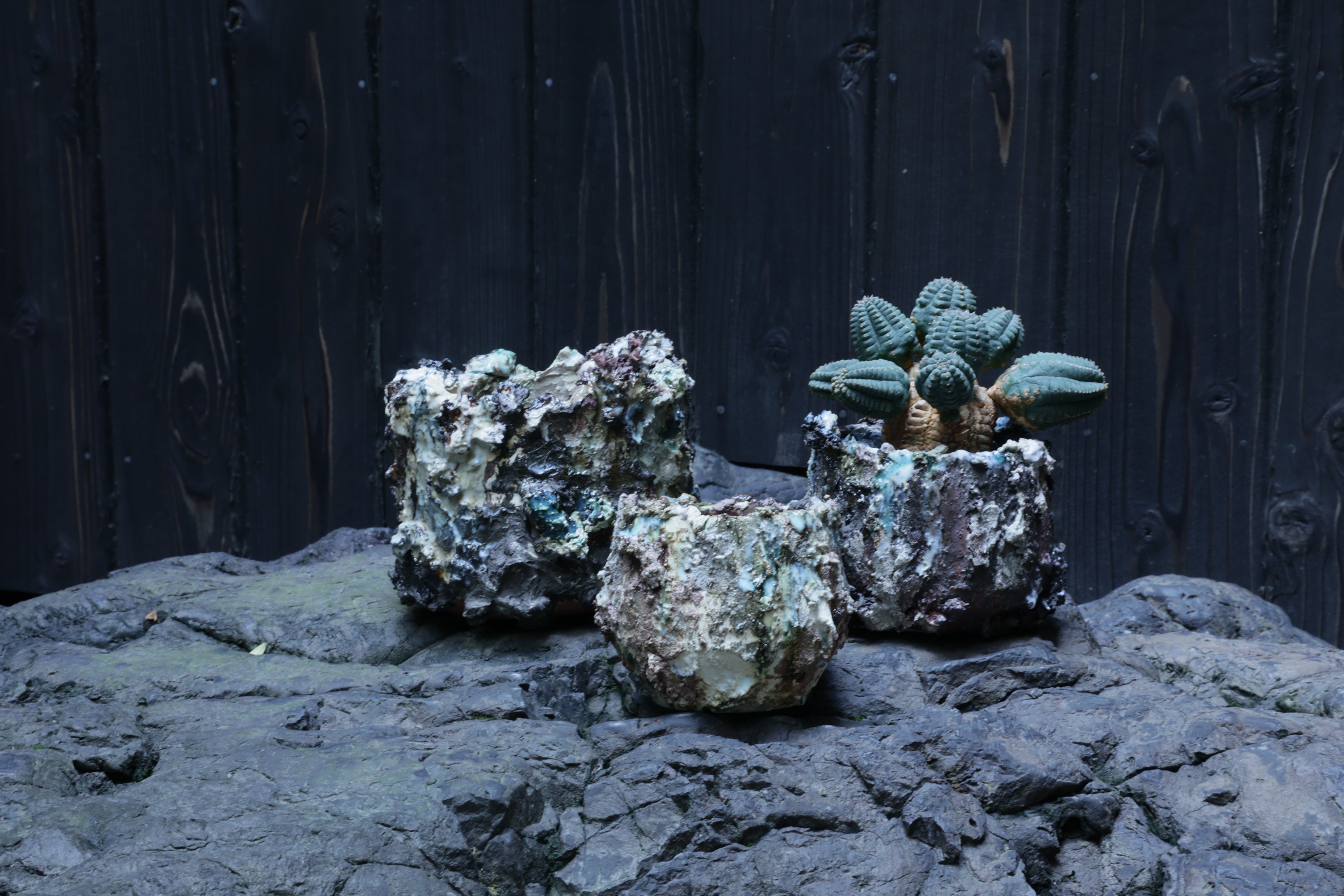 コレクション – Re / ST - plants & pottery -