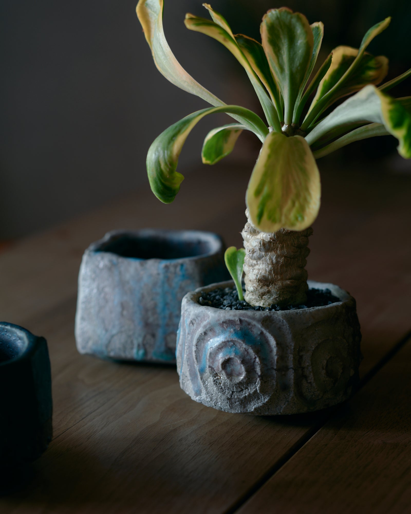 コレクション – Re / ST - plants & pottery -