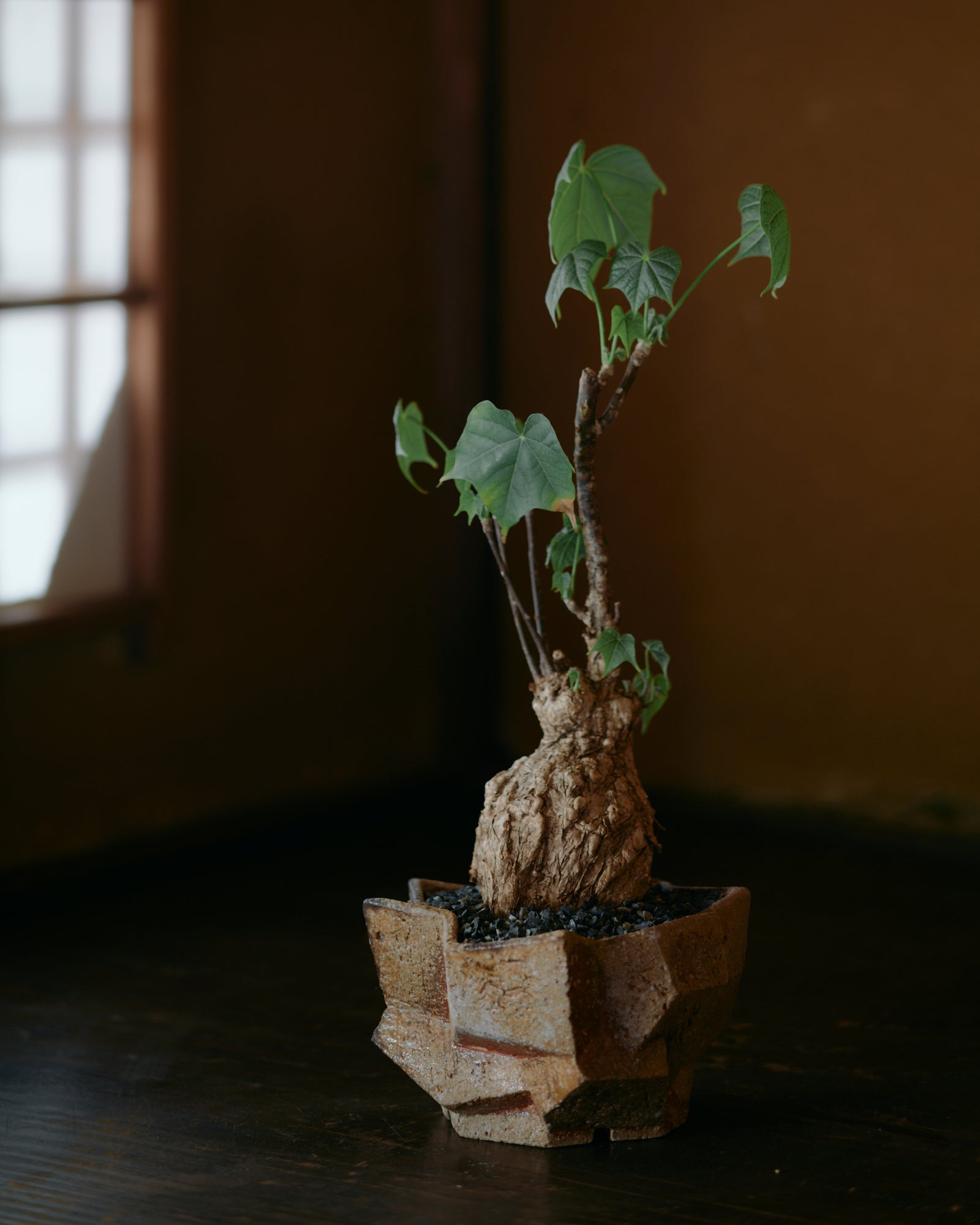 コレクション – Re / ST - plants & pottery -