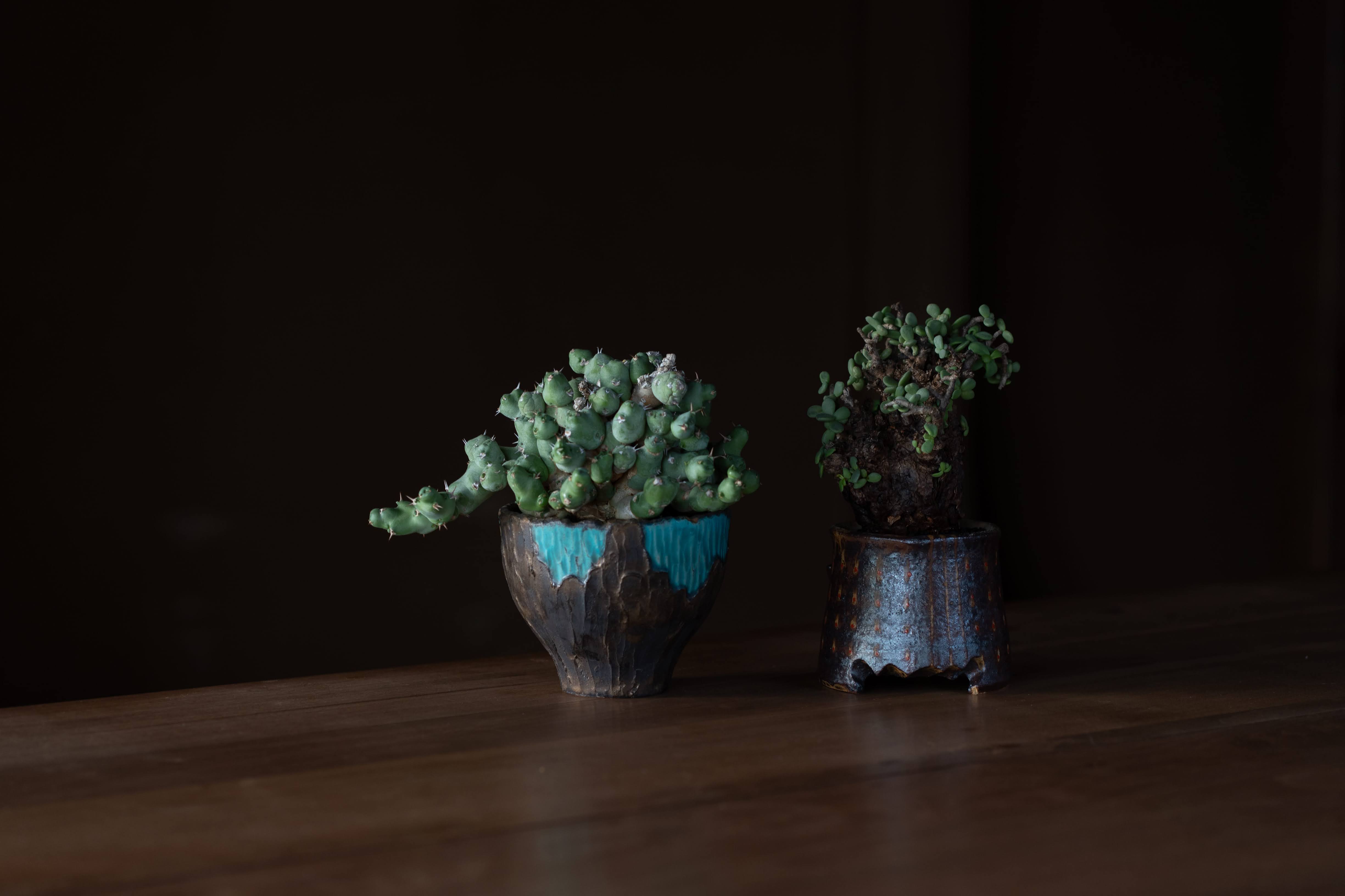 Re / ST - plants & pottery -