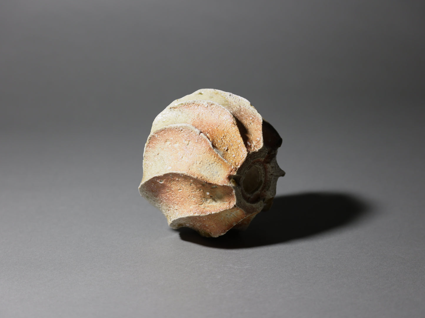 古信楽しのぎ｜迫 能弘