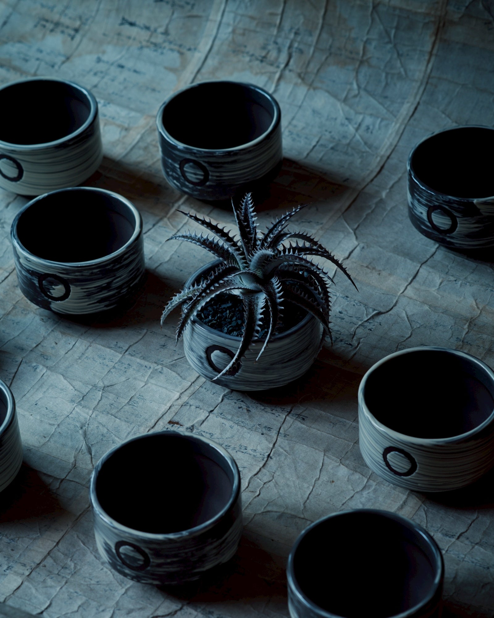 Re / ST - plants & pottery -